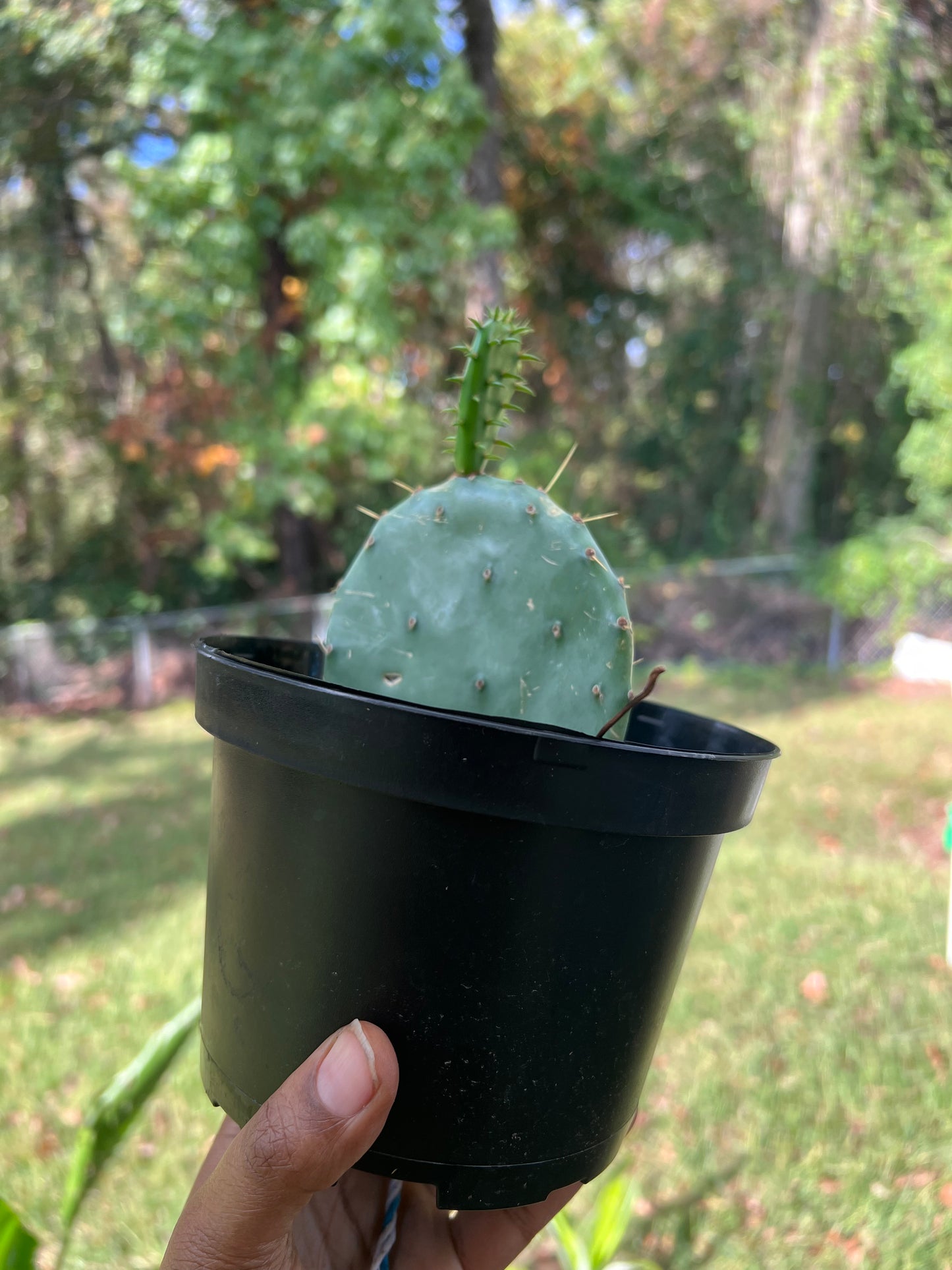 Eastern Prickly Pear
