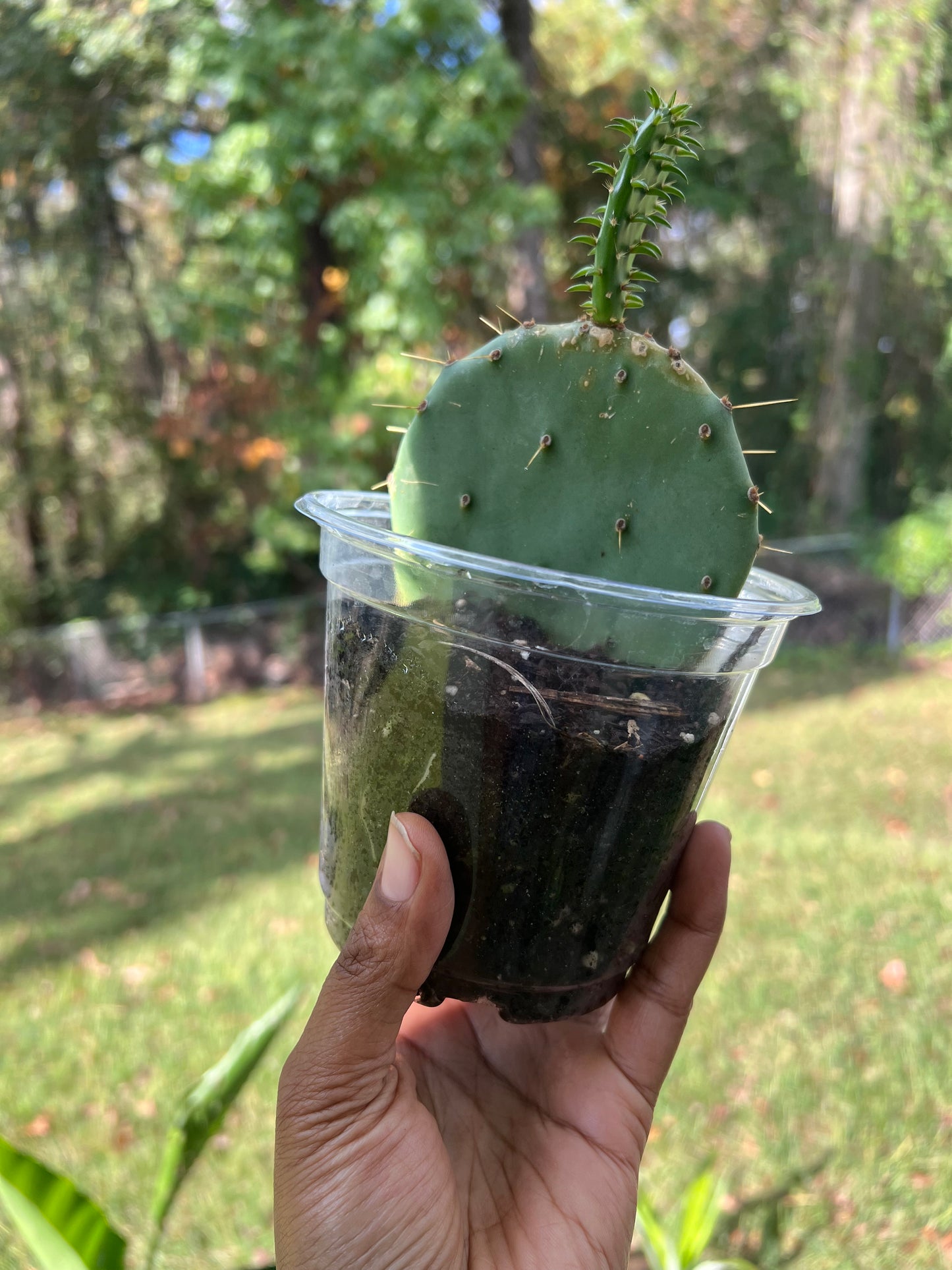 Eastern Prickly Pear