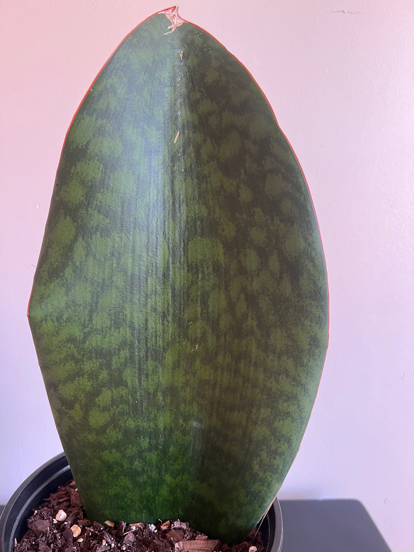 Whalefin Sansevieria
