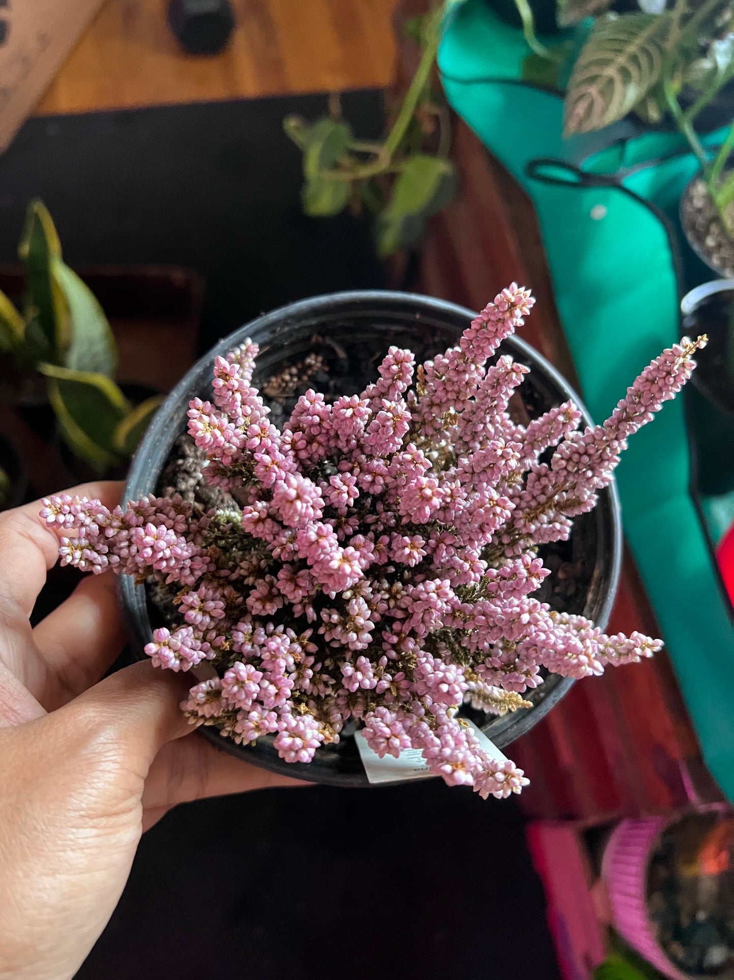 Scotch Heather/Calluna vulgaris