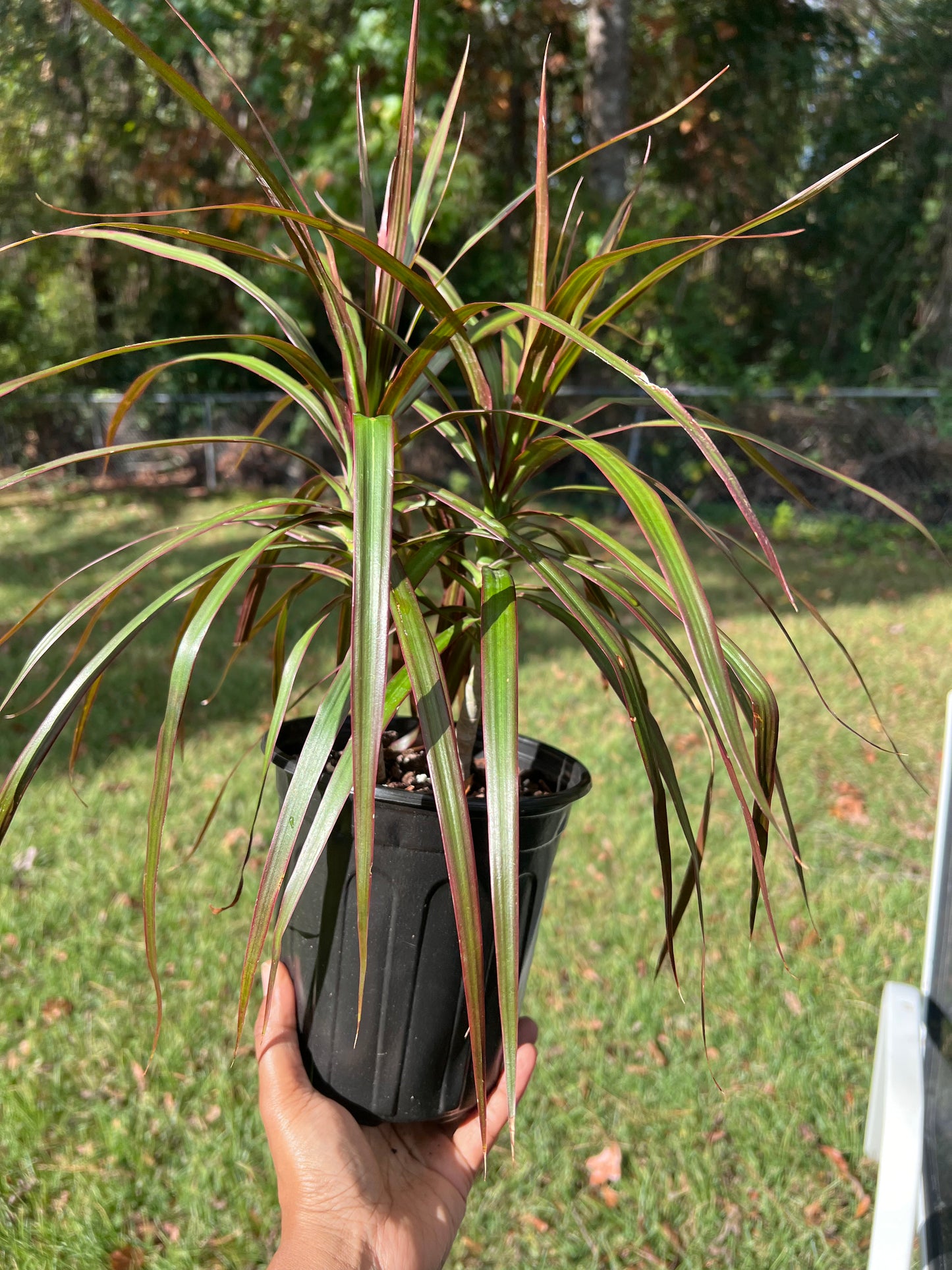 Dracaena Marginata