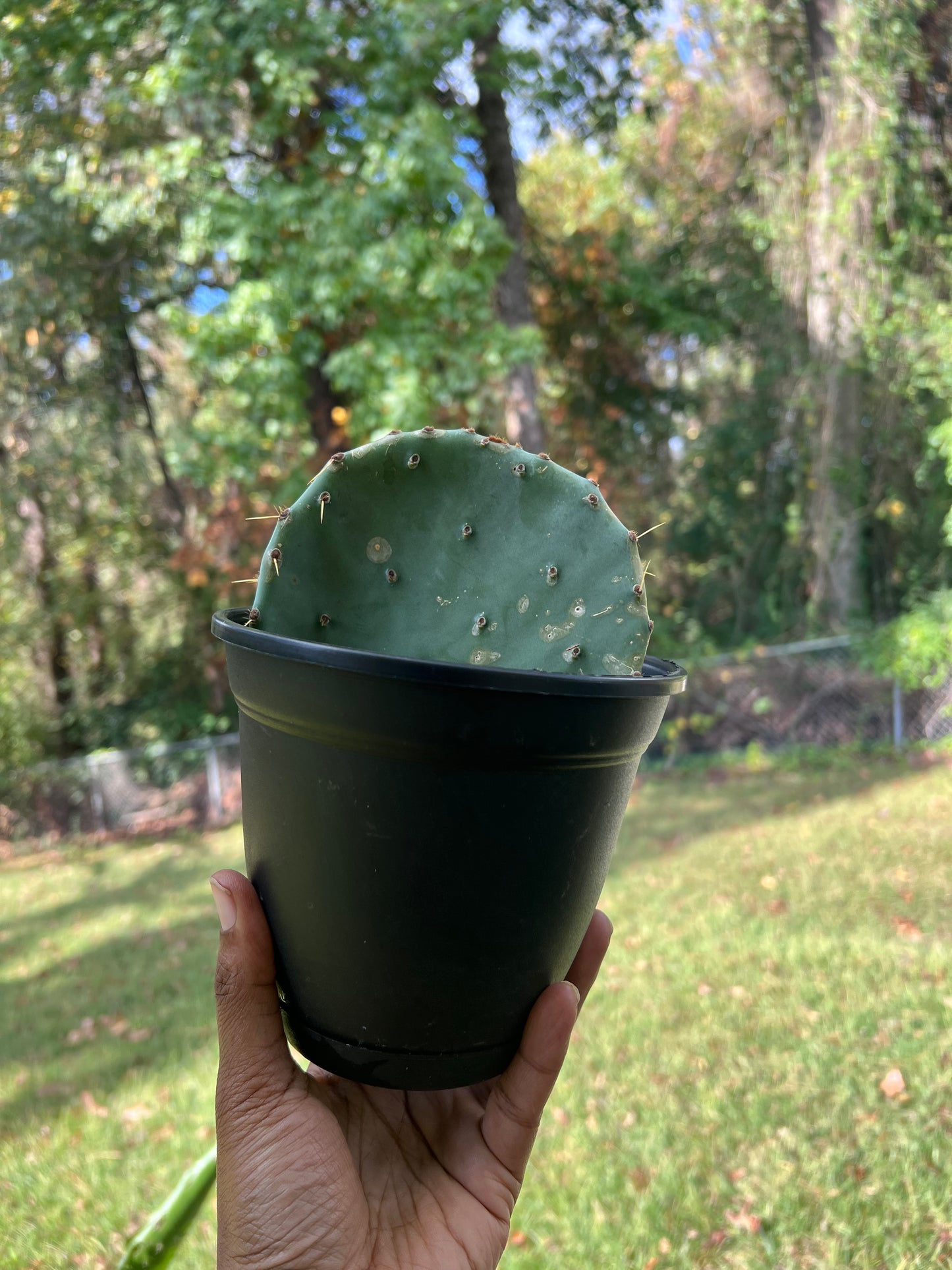 Eastern Prickly Pear