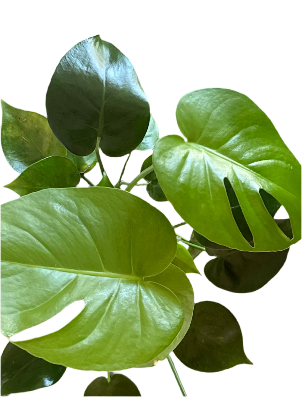 Split Leaf Philodendron