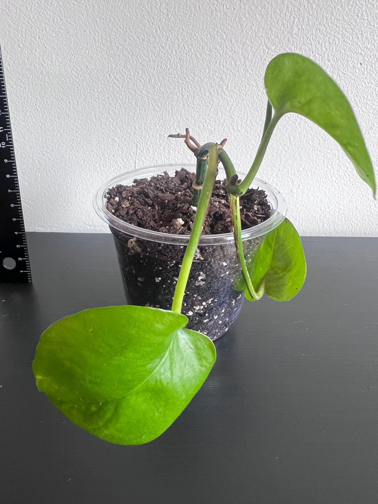 Pothos