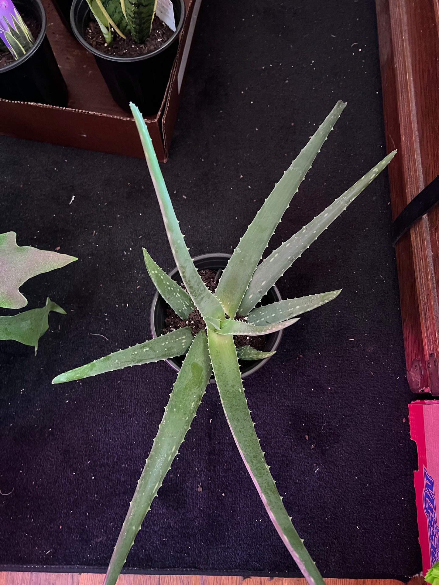 Aloe Vera