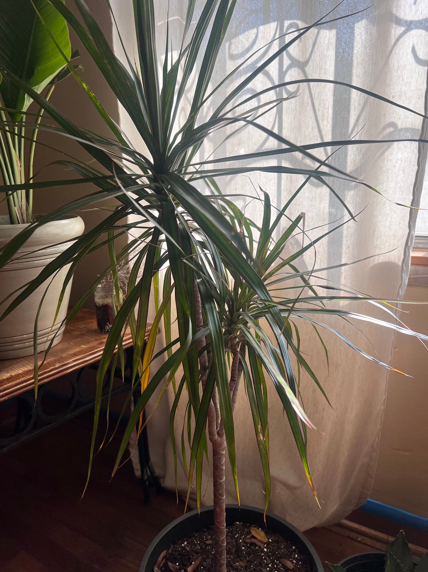 Madagascar dragon tree (Dracaena marginata)