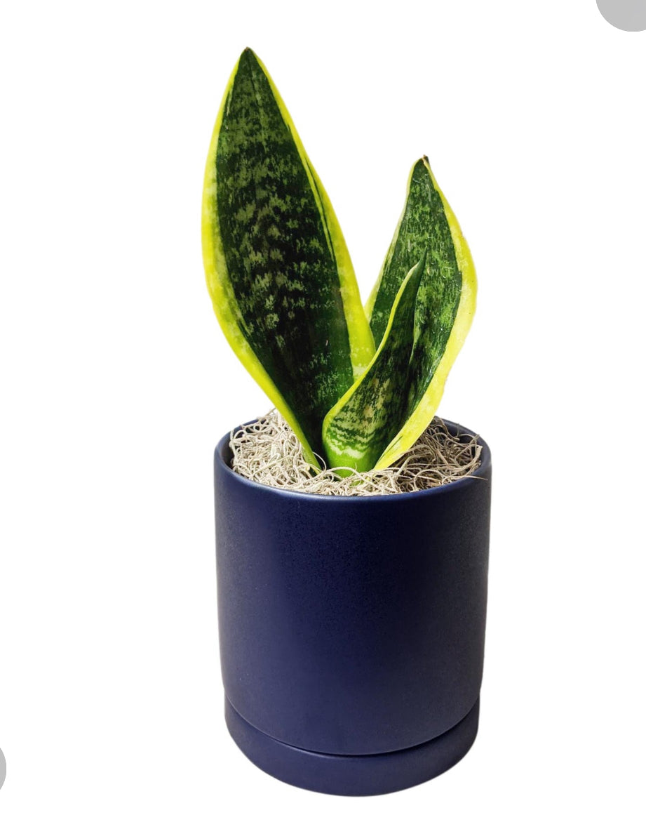Small Snake Plant
