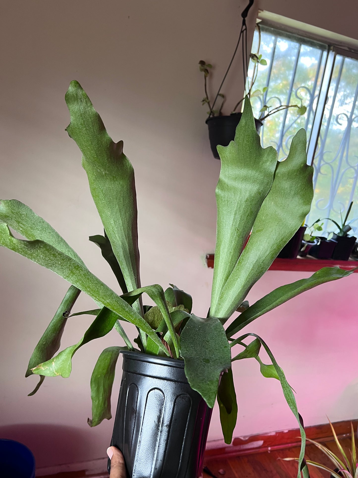 Staghorn Fern