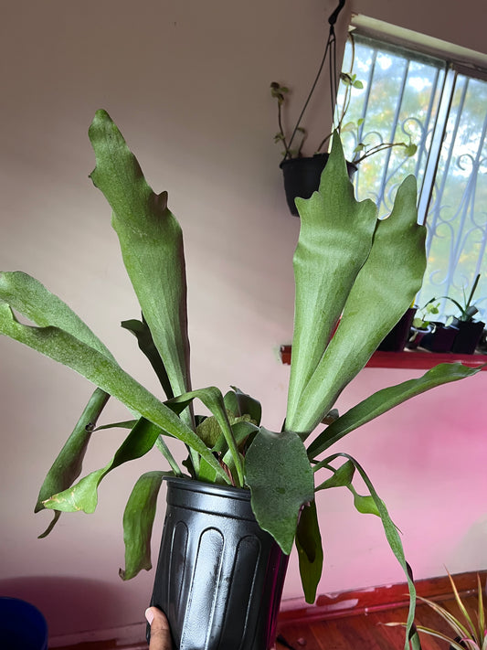 Staghorn Fern