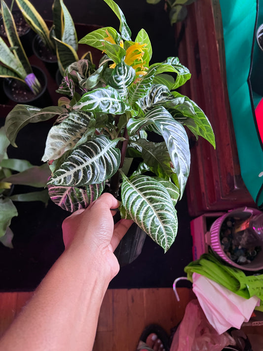 Aphelandra Squarrosa 'Zebra Plant'