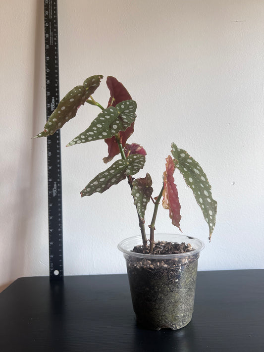 Polka Dot Begonia (Begonia maculata)