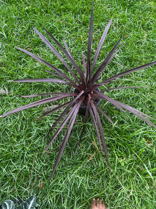 Cordyline “Red Sensation”