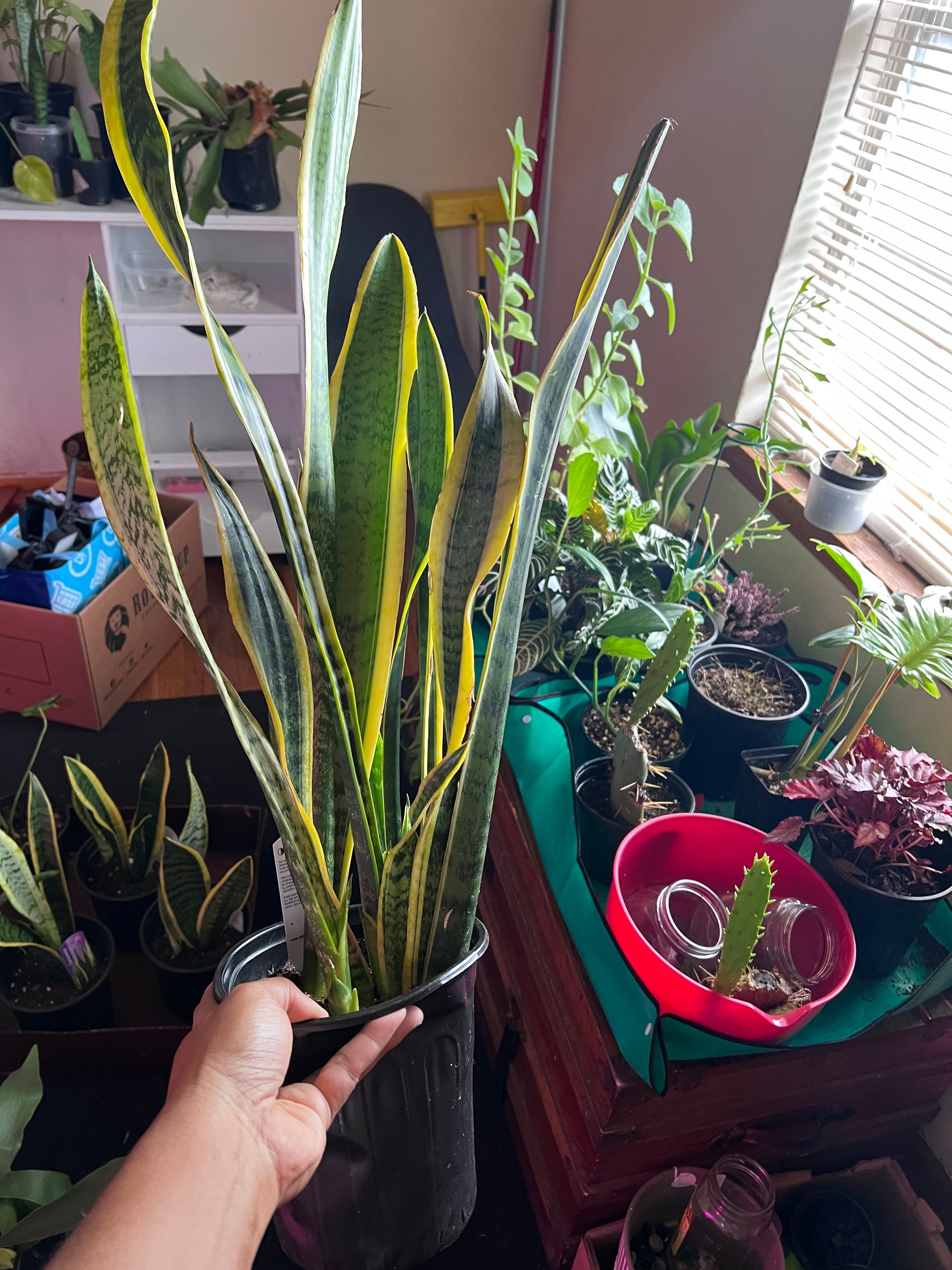 Medium Snake Plant (Mother in Law tongue) – thegreengirlco.com