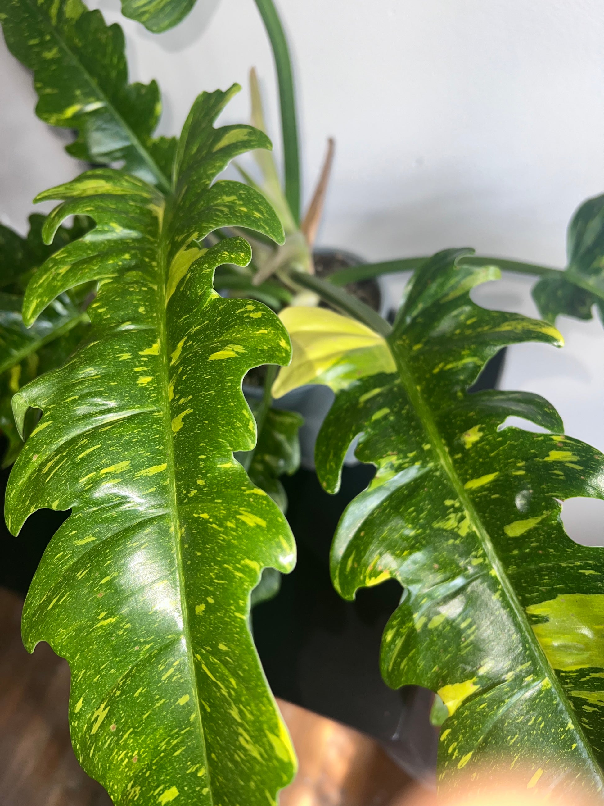 monstera ring of fire Philodendron “Ring of Fire”/Large – thegreengirlco.com