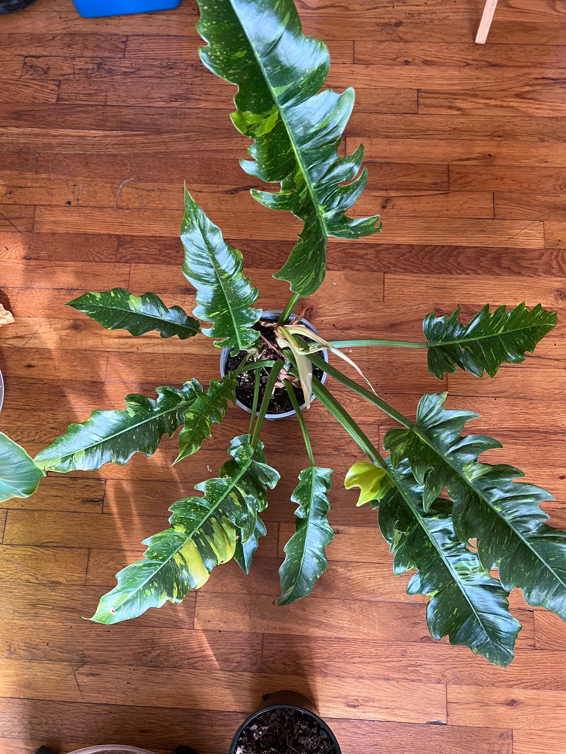 philodendron ring of fire price Philodendron “Ring of Fire”/Large – thegreengirlco.com