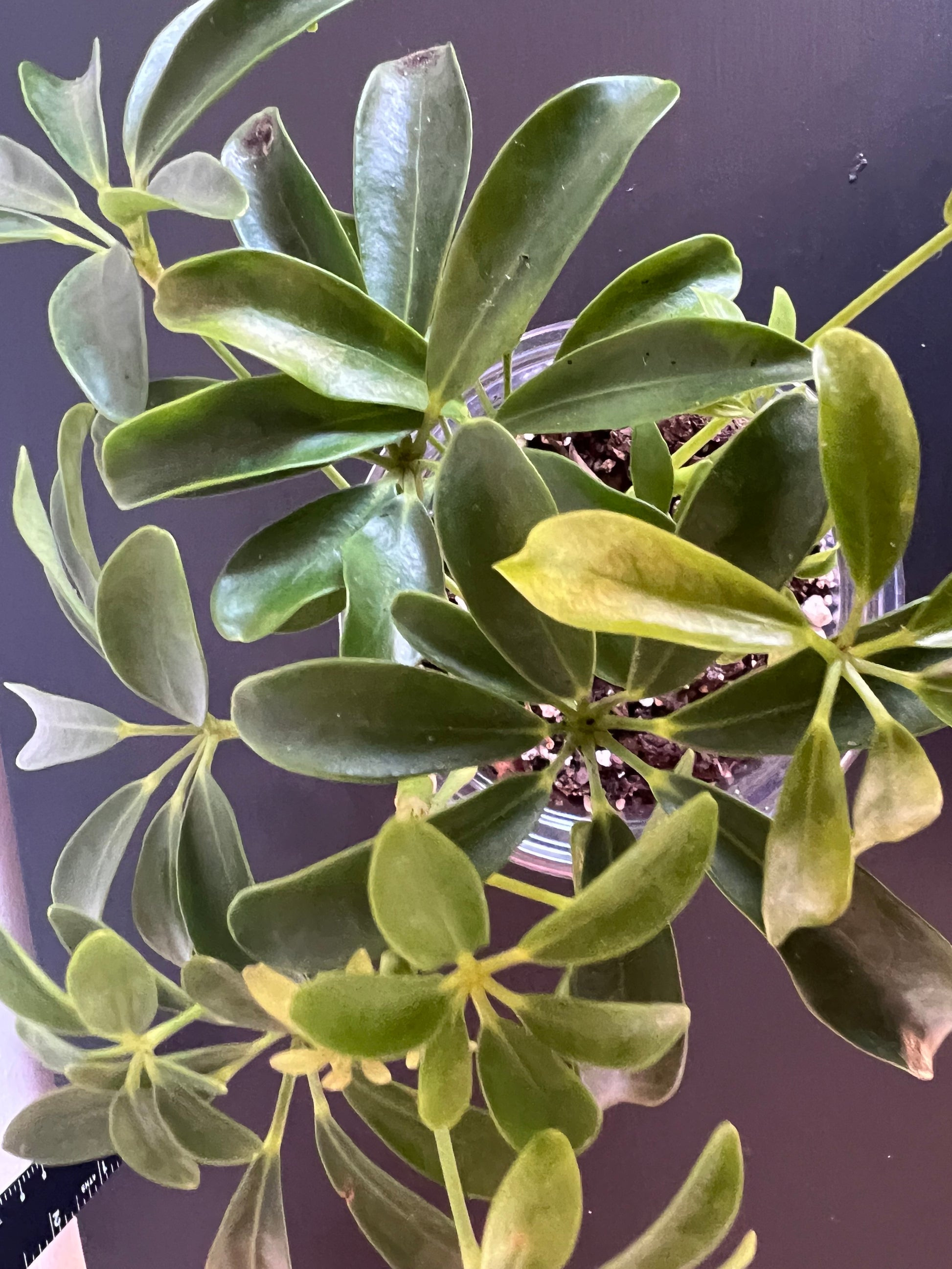 schefflera arboricola mini green Schefflera Arboricola, Umbrella Tree – thegreengirlco.com