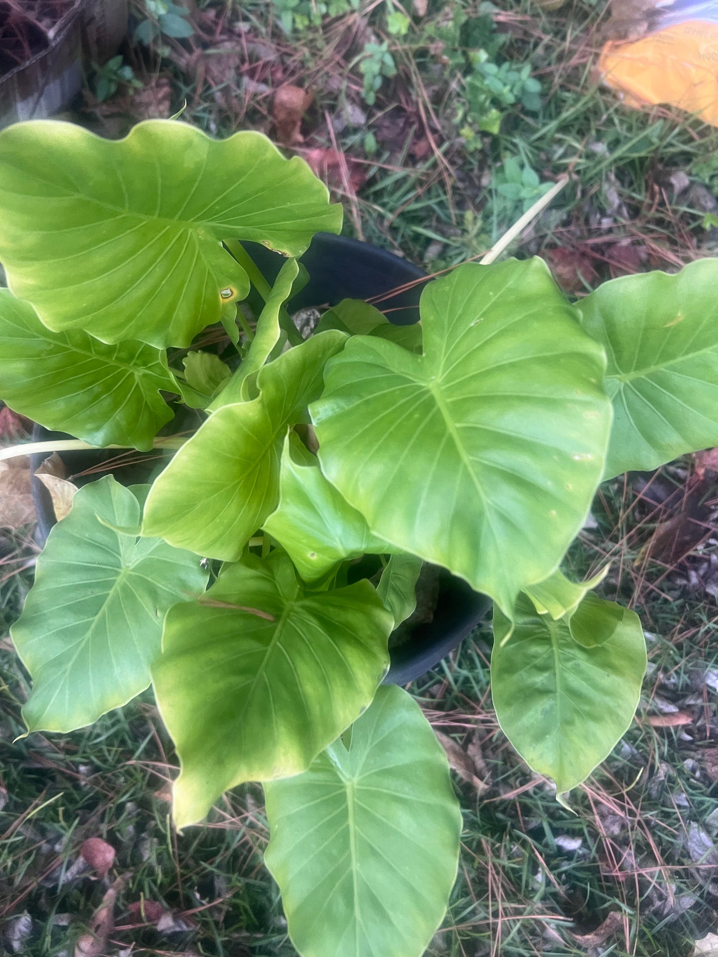 Elephant Ear Alocasia