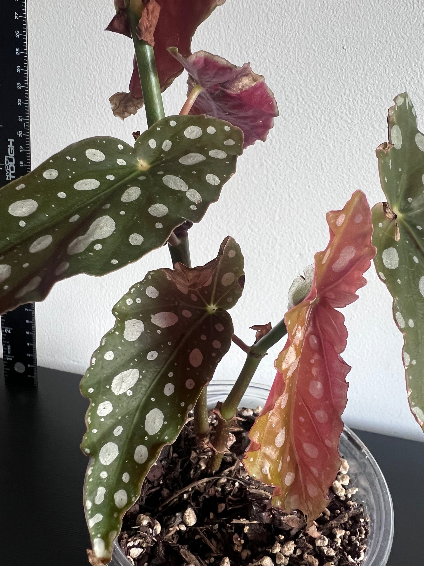 Polka Dot Begonia (Begonia maculata)