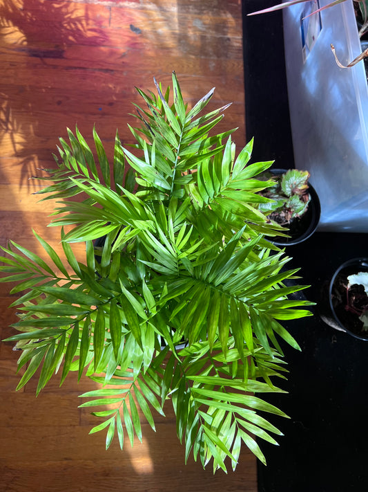 Parlor Palm