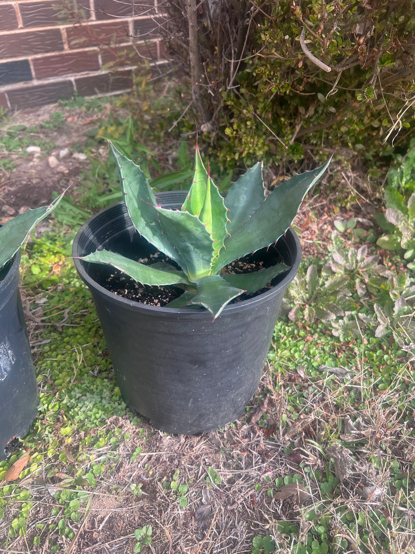 Agave “Parasana”