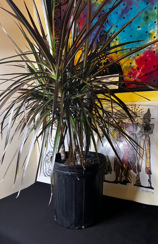 Dracaena Marginata