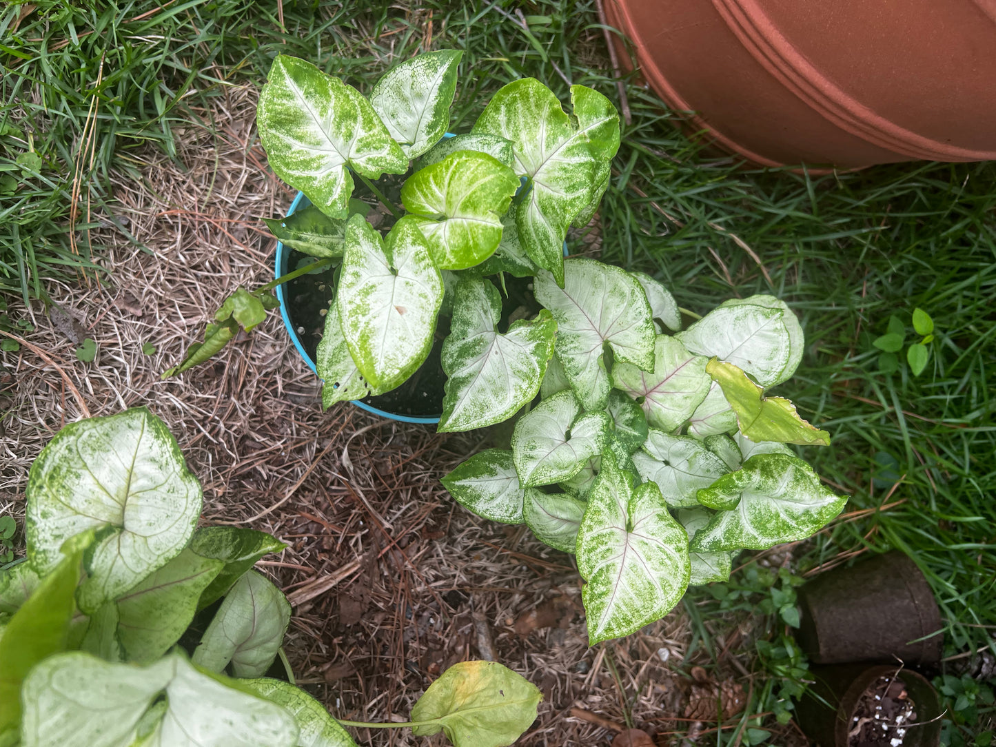 Arrowhead Plant