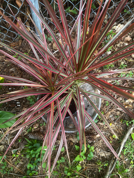 Dracaena Marginata “Colorama”