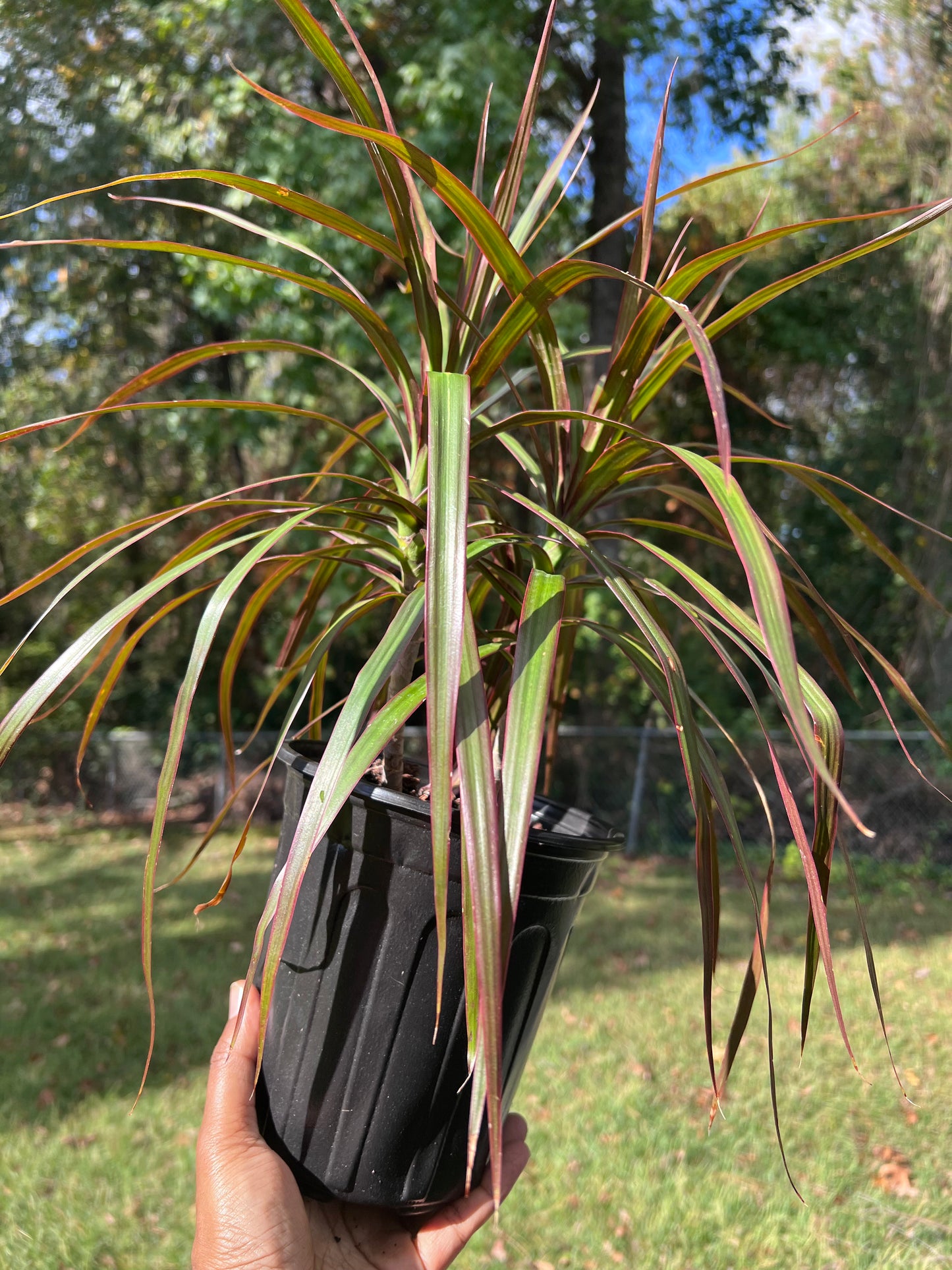 Dracaena Marginata