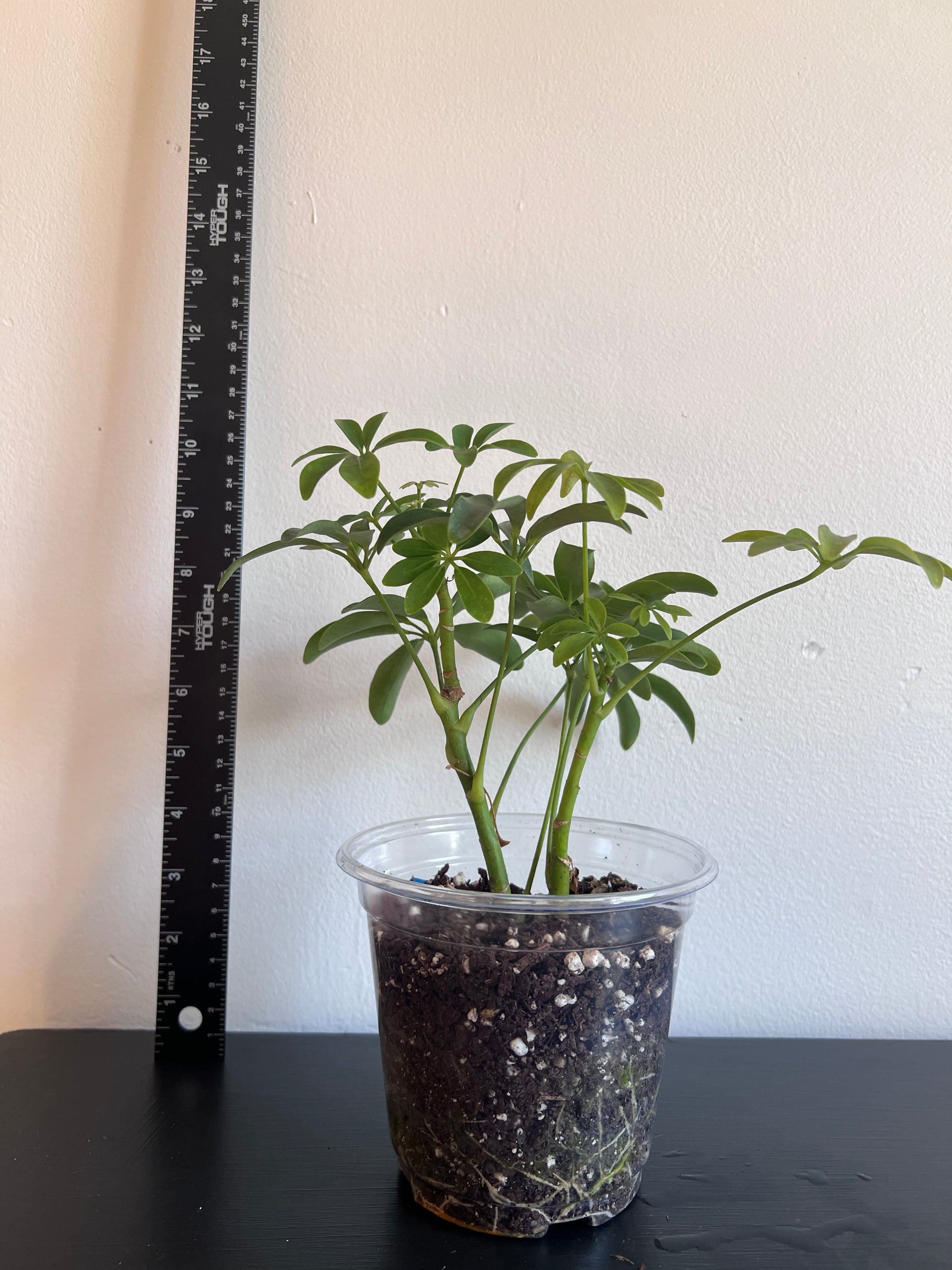 schefflera arboricola mini Schefflera Arboricola, Umbrella Tree – thegreengirlco.com