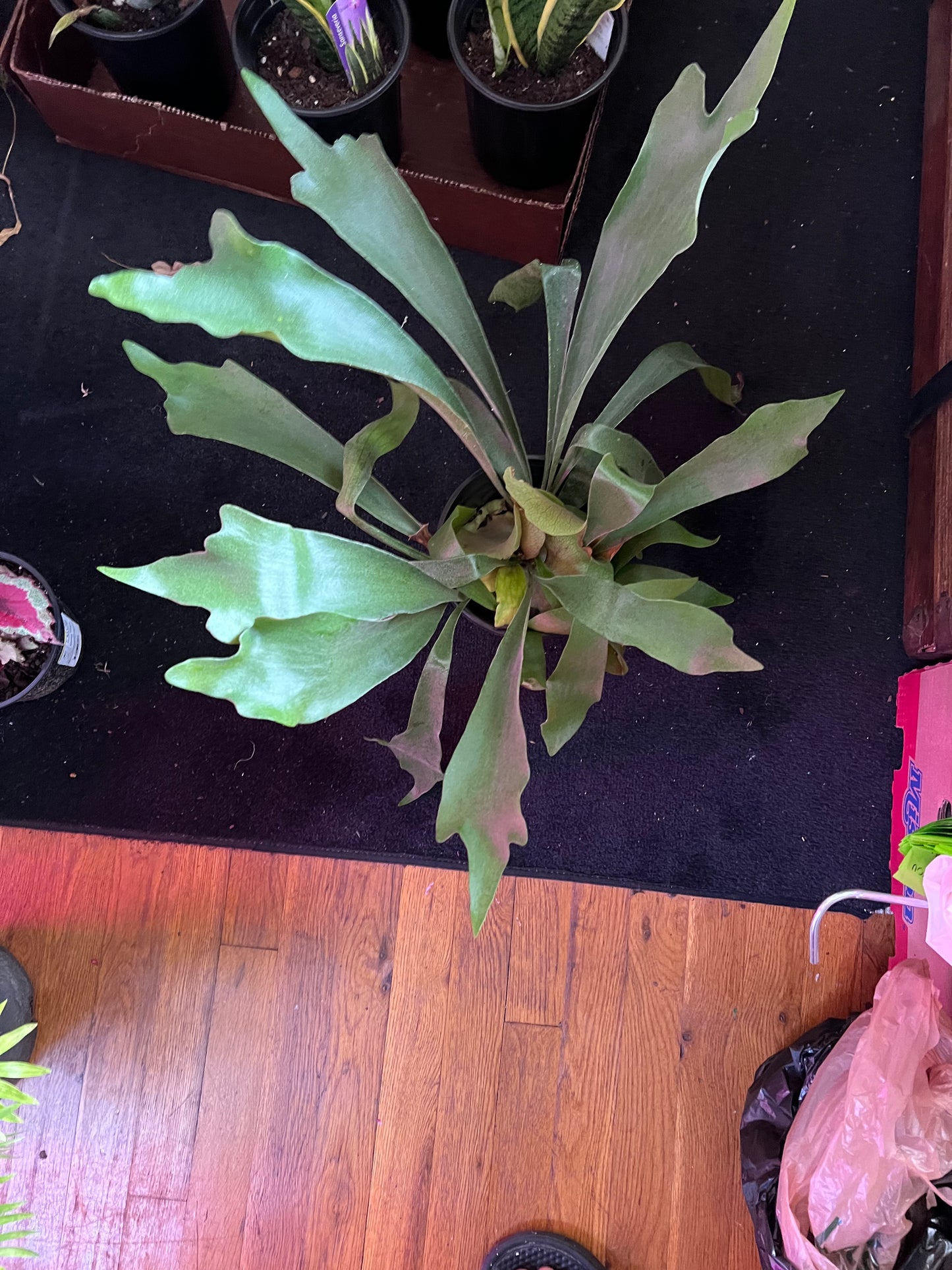 Staghorn Fern