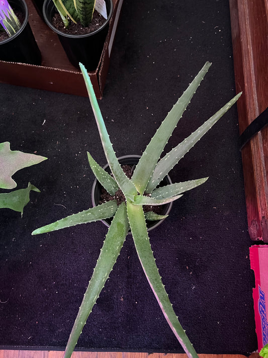 Aloe Vera
