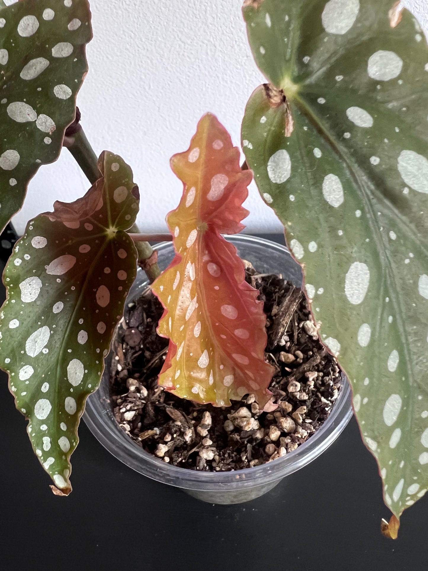 Polka Dot Begonia (Begonia maculata)