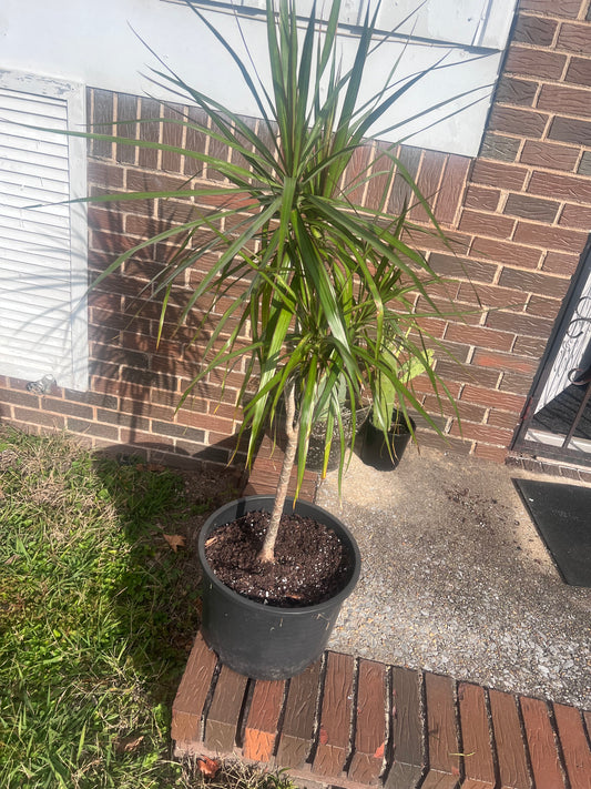 Madagascar dragon tree (Dracaena marginata)