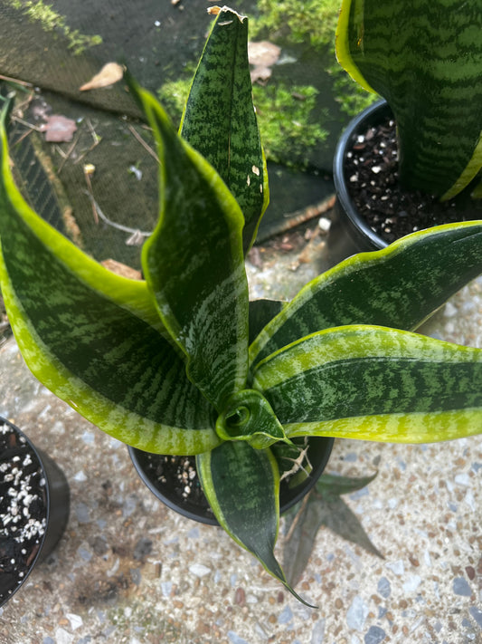 Sansevieria Snake Plant