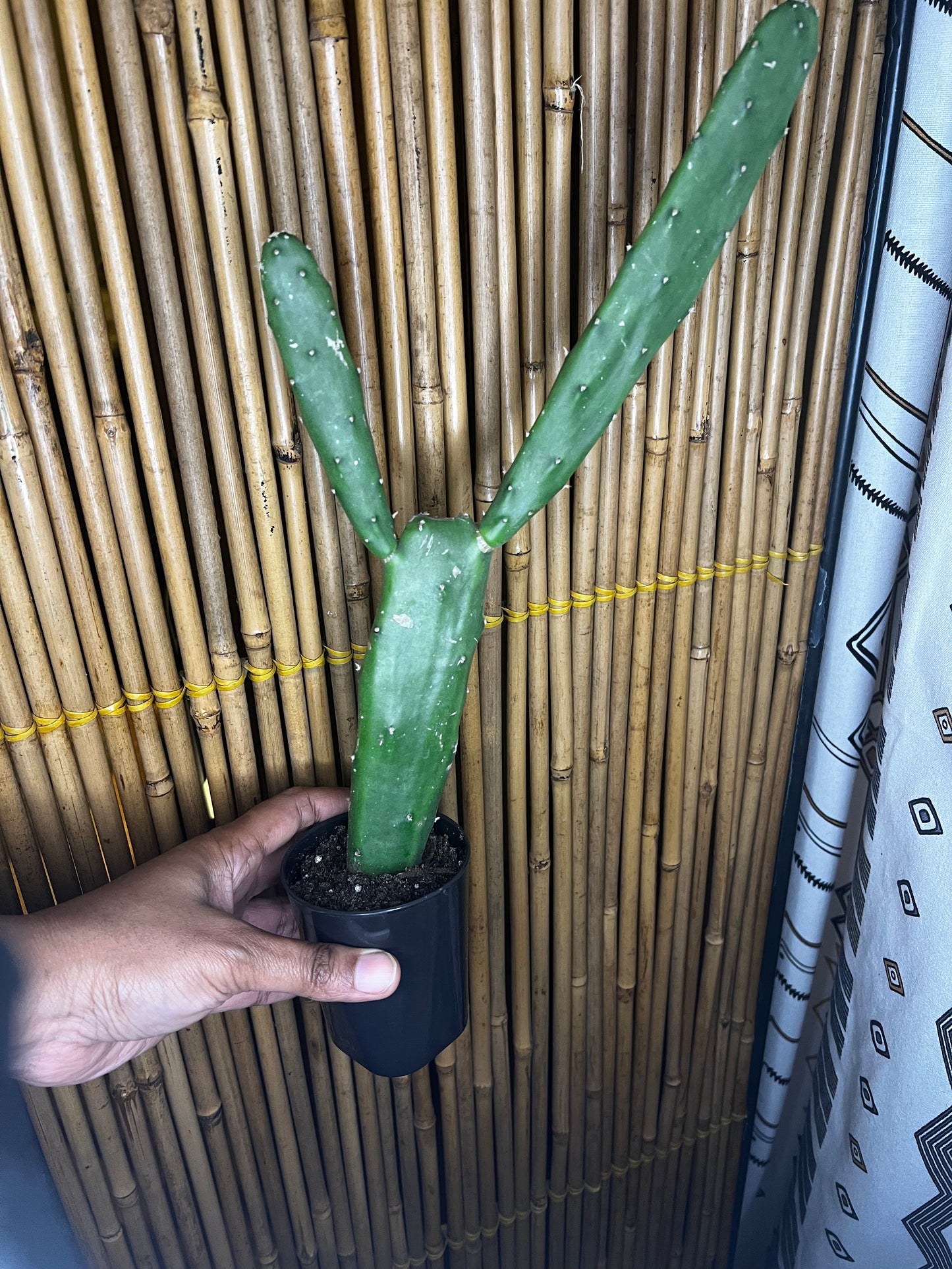 Medium Prickly Pear Cactus