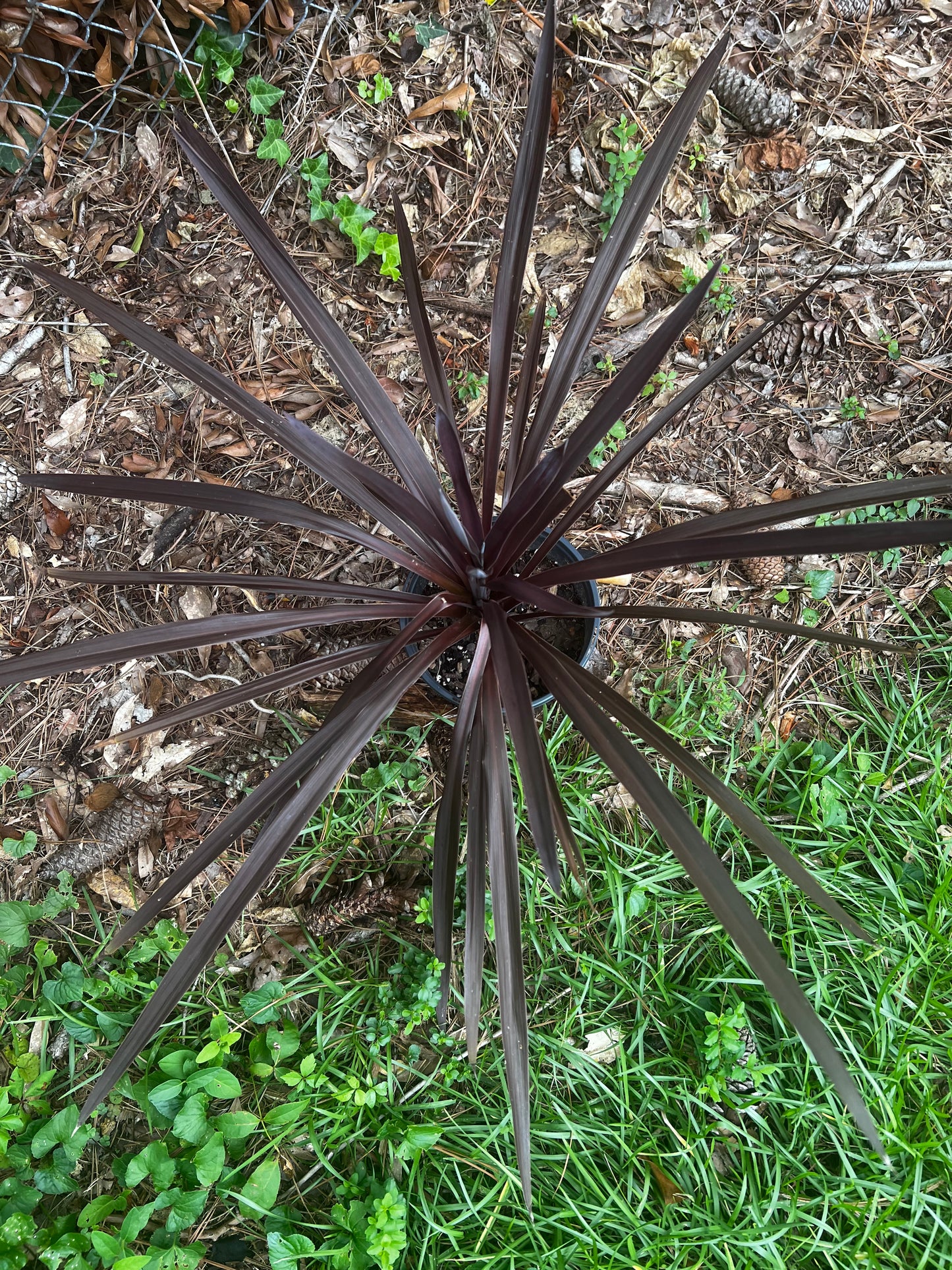 Cordyline “Red Sensation”