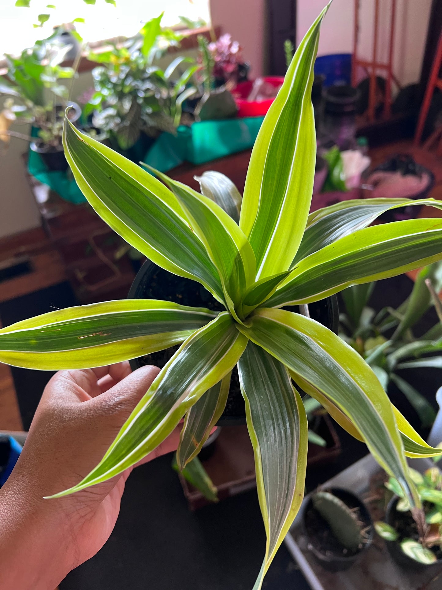 Dracaena Dragon Lemon Surprise