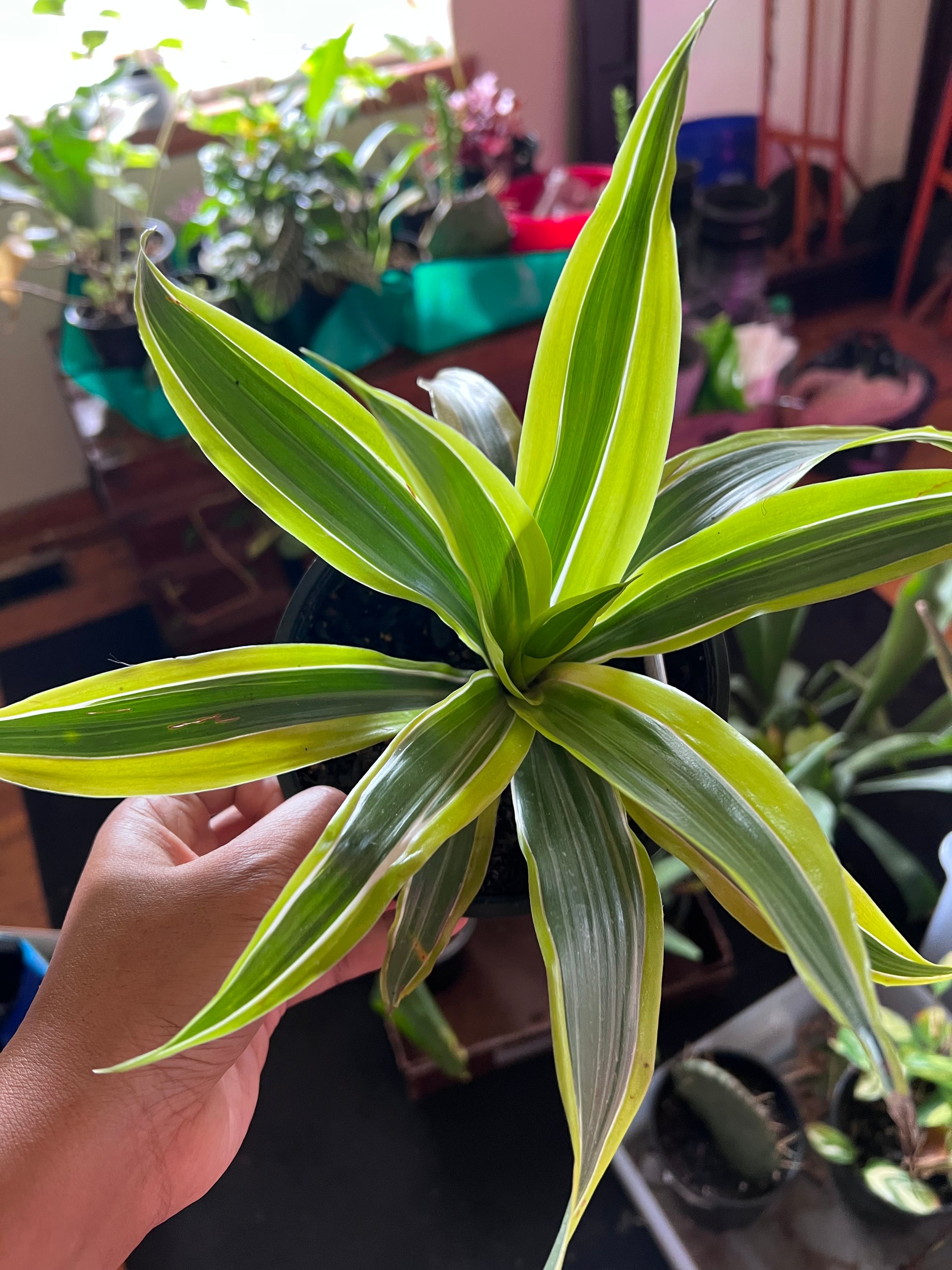 dracaena dragon lemon surprise Dracaena Dragon Lemon Surprise – thegreengirlco.com