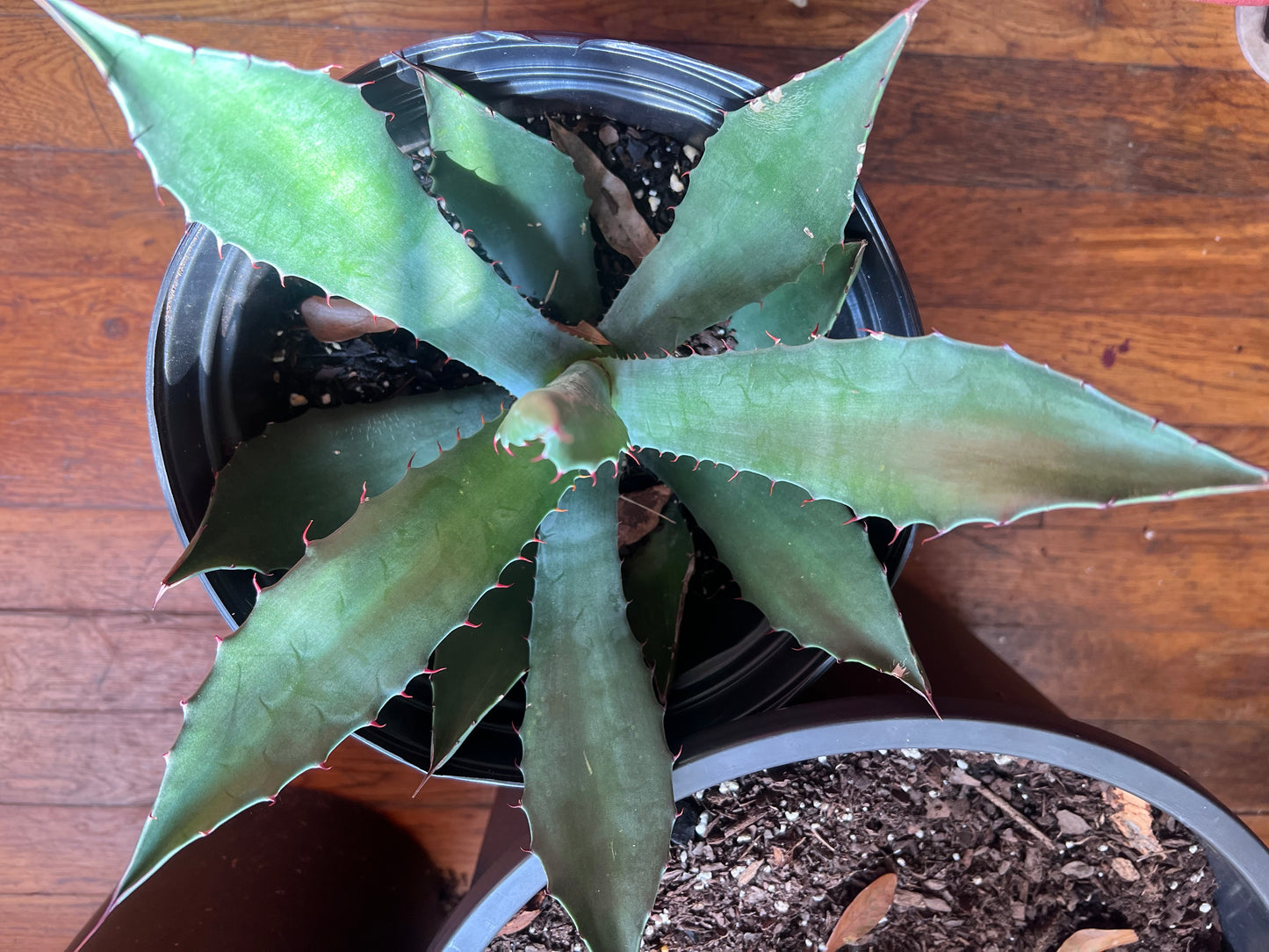 Agave “Parasana”