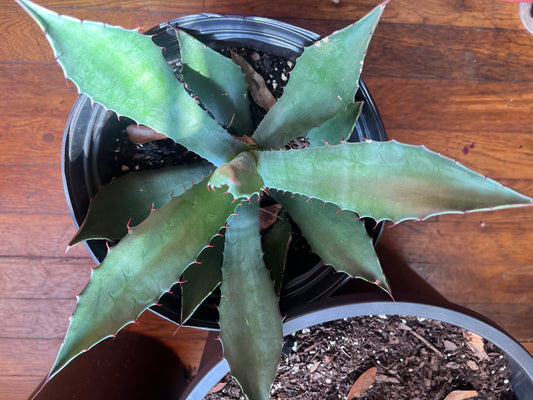 Agave “Parasana”