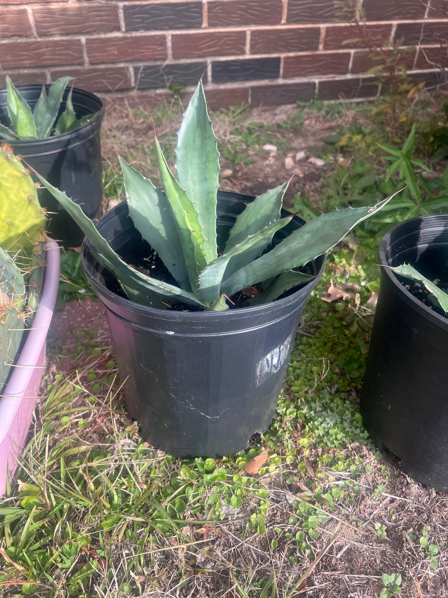Agave “Parasana”