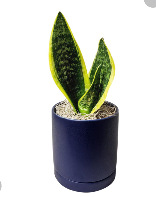 Small Snake Plant