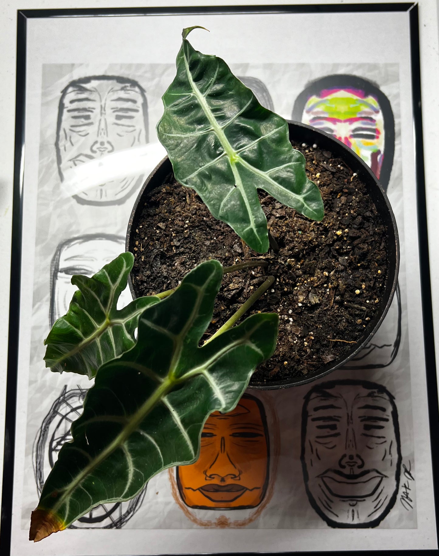 Medium African Alocasia