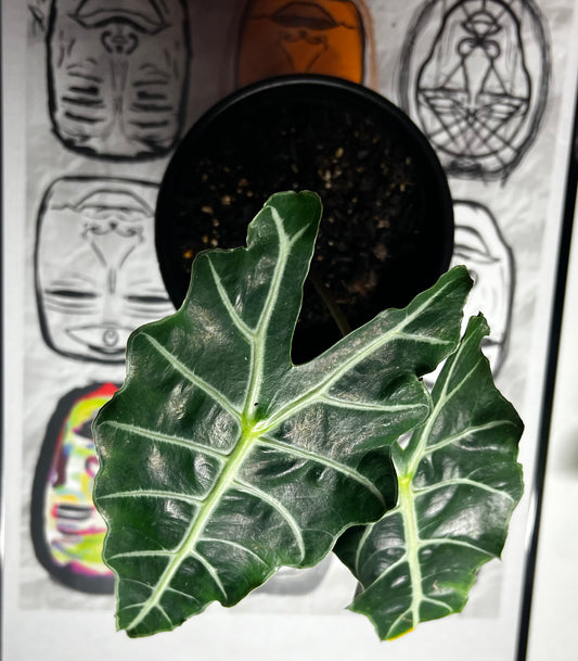 Medium African Alocasia